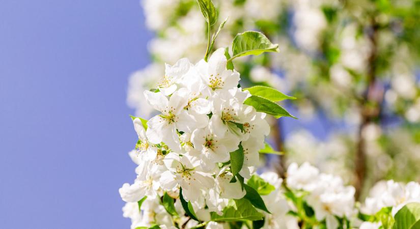 Őshonos gyümölcsfáink