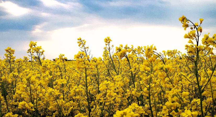 Délnyugaton borongós, északkeleten napos idő várható