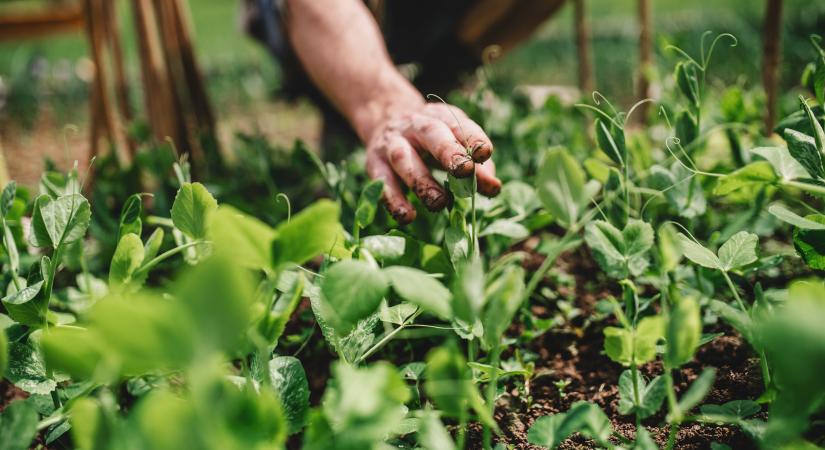 5 dolog, amitől sárgulni kezd a növényed – szakértő válaszol