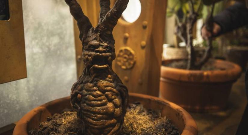 Milyen tantárgyat tanított Bimba professzor? 6 kérdés a legnagyobb Harry Potter-rajongóknak