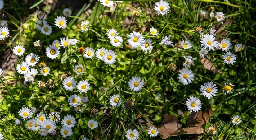 Változékony, szeles idő jön szerdán Komárom-Esztergomban