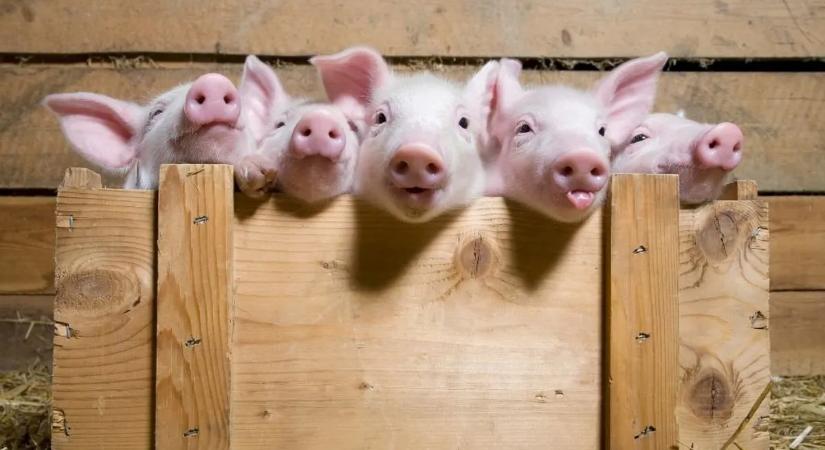 Antibiotikumokkal etették őket – amit utána láttak, azon mindenki meglepődött