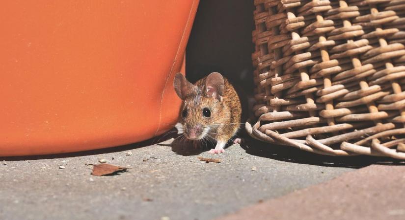 Egér ellen: így védekezhetsz hatékonyan otthon és a kertben is