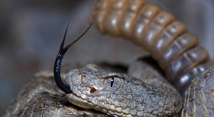 Csörgőkígyóktól féltik a vb-re készülő svájci focistákat