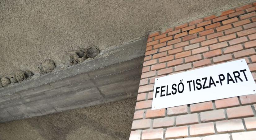 Akár börtön is járhat ezért: védett fecskefészkeket pusztítanak Szegeden