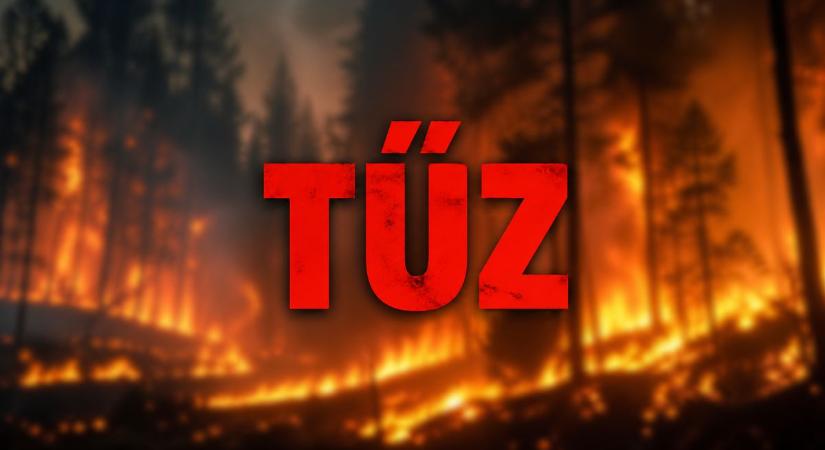 Két hektáron tombolt a tűz Újfehértó és Téglás között