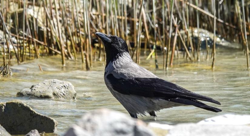 Felhőkkel és erős széllel érkezik a szerda