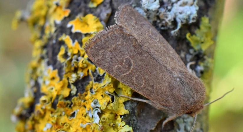 Egy éjjeli lepkefaj szerepe az erdők védelmében Hortobágyon