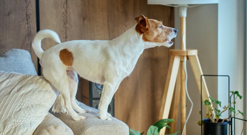 Ezért ugat állandóan a kutyád