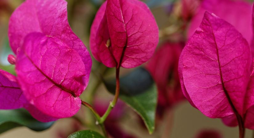 Ültesd el ezt egyszer – és egész nyáron gyönyörködhetsz benne