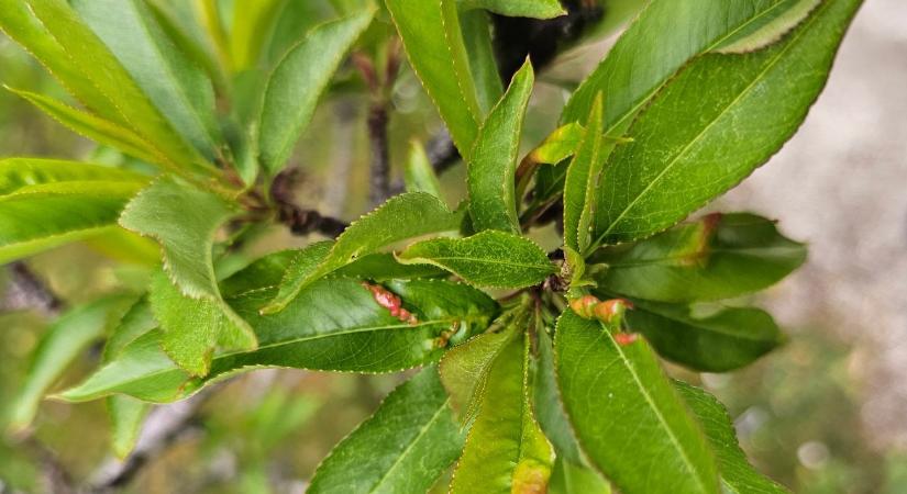 Hiába a fagy, a tafrina nem állt le: így mentheted meg a gyümölcsfákat a levélfodrosodástól