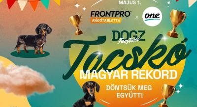 DOGZ Fesztivál - Tacskó rekordkísérlet