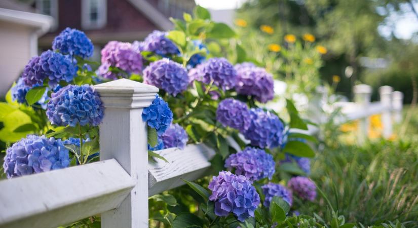 Öntsd ezt a növényeid tövére: dupla annyi és sokkal szebb virágokat hoznak majd