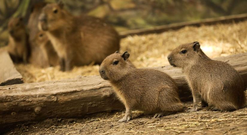 Győri állatkert üdvöskéi - Cuki fotókon és videón a bébi állatok