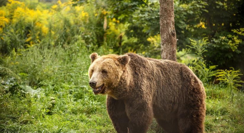 Medvét videóztak Heves megyében!