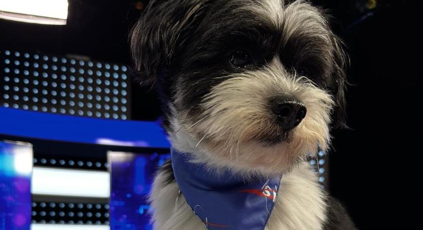 Rózsaszín köd az ATV-ben: Karcsika szerelmes lett