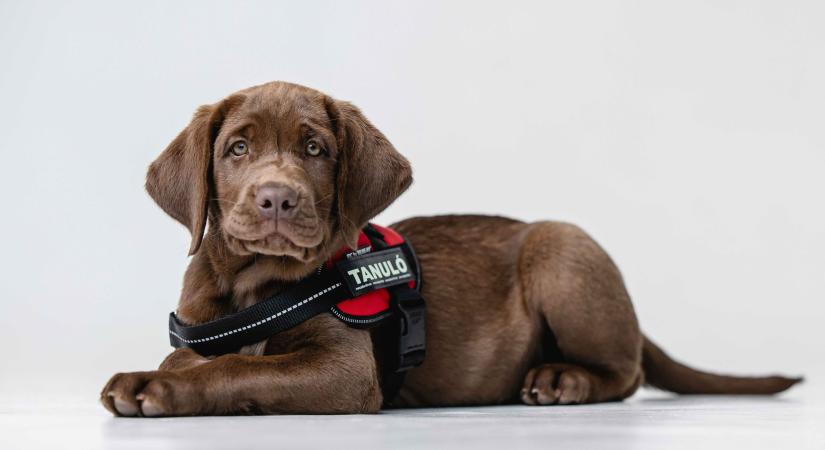 A vakvezetőkutyák világnapja az Alléban április 29-én