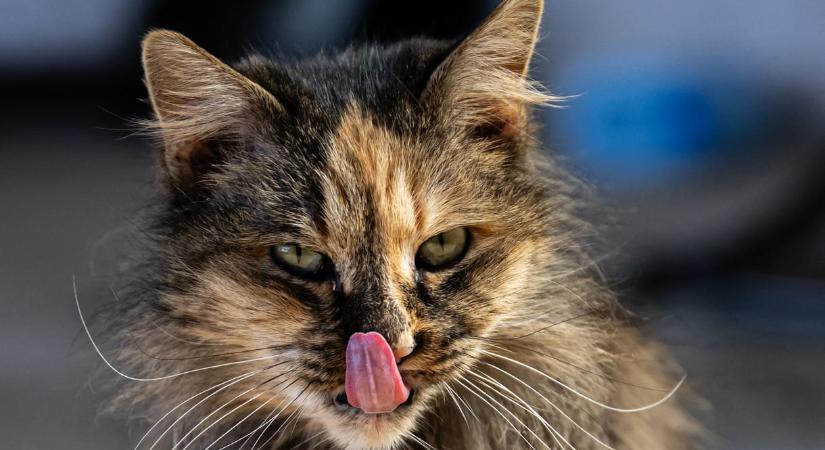 Furcsa dolgot művelnek a macskák evés közben, most derült ki, miért