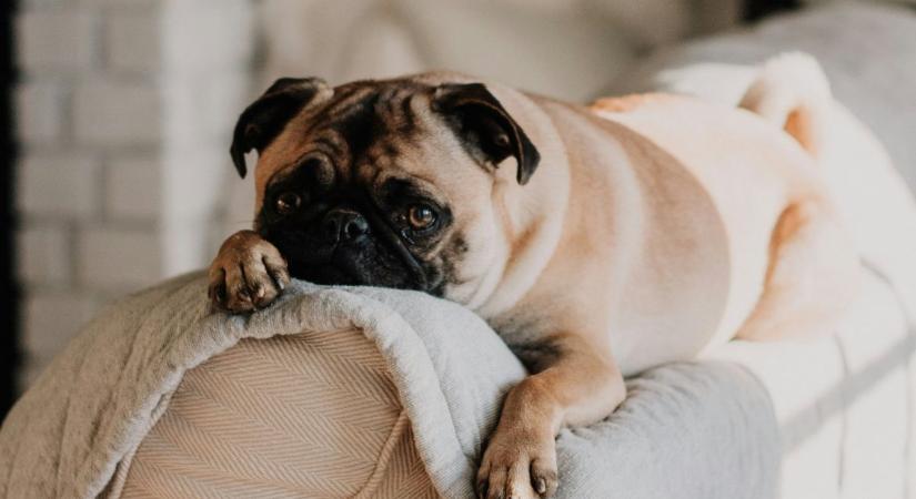 Milyen sokáig hagyhatod egyedül a kutyádat otthon? A válasz meglepő!