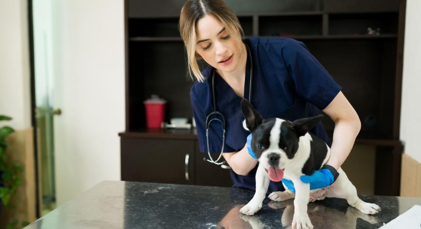 A három hónapos kutya rengeteg kokaint nyelt le: Kattant a bilincs a gazdája kezén