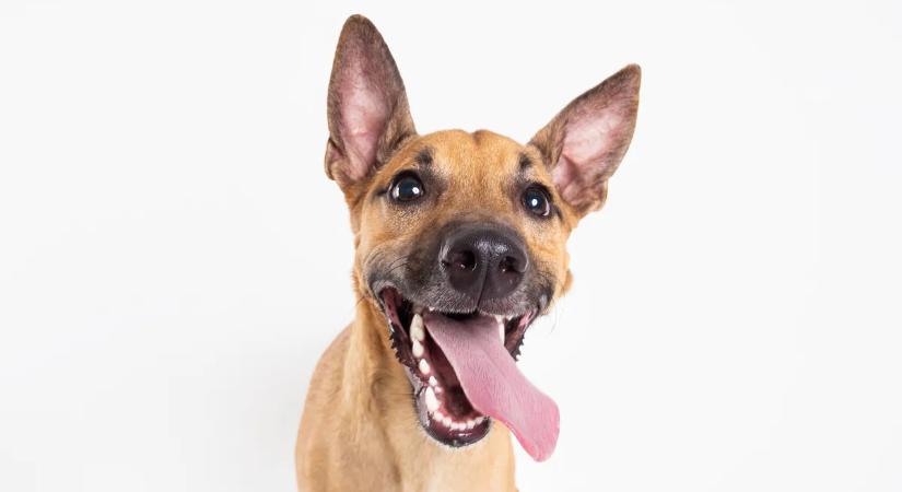 Kínos kíváncsiság: ezért szimatol a kutya a lábunk között