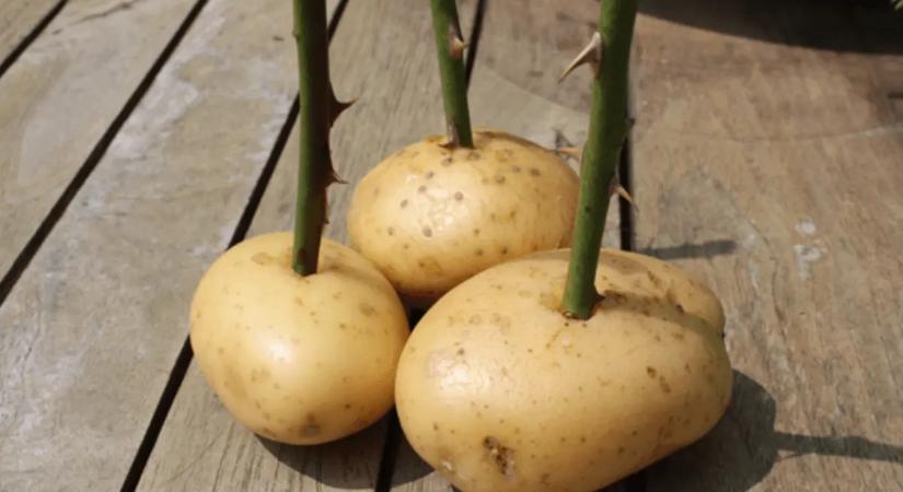 Rózsa szúrása a krumpliba? Furán hangzik, de tényleg működik