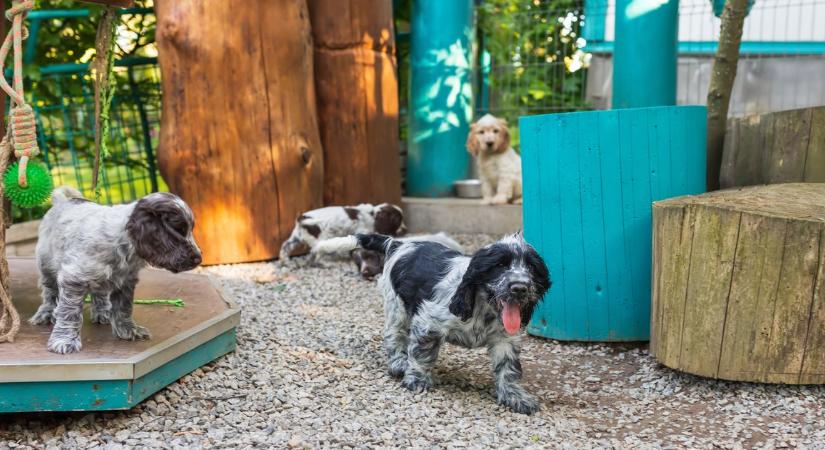 Ez a döntés minden gazdit érint: már szinte biztos, hogy jön a kötelező chip a kutyáknak és a macskáknak