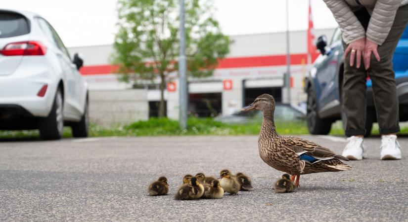 Ez nem kacsa: kacsaveszélyt jelző KRESZ-tábla jelent meg az út mentén