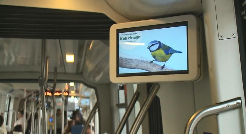 Csicsergő villamossal utazhatunk Debrecenben a madarak és fák napján