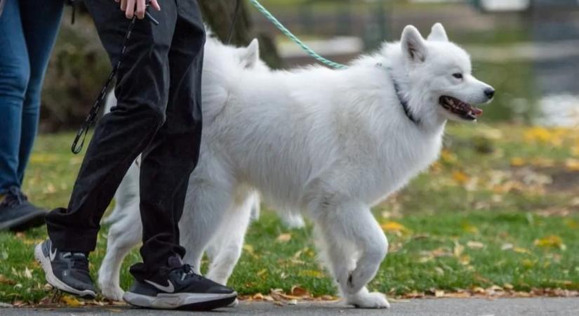 150 ezer forintra is bírságolhatják a kutyája miatt