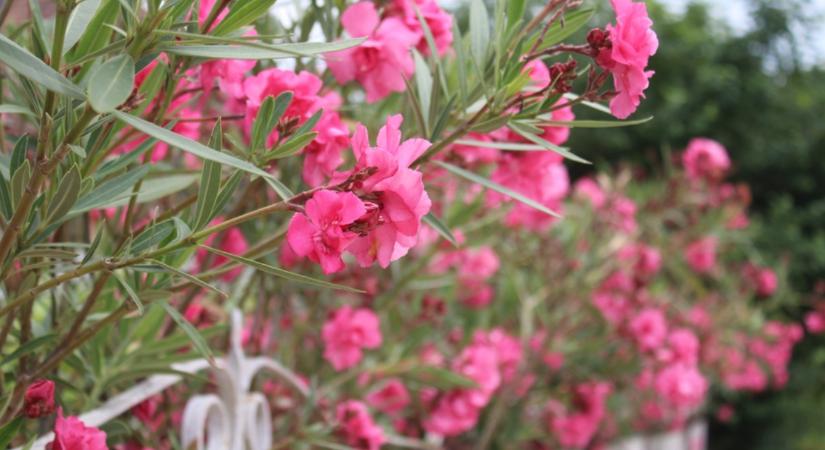 Leander: érdemes a dézsából kiültetni szabadföldbe? Mutatjuk a tapasztalatokat!