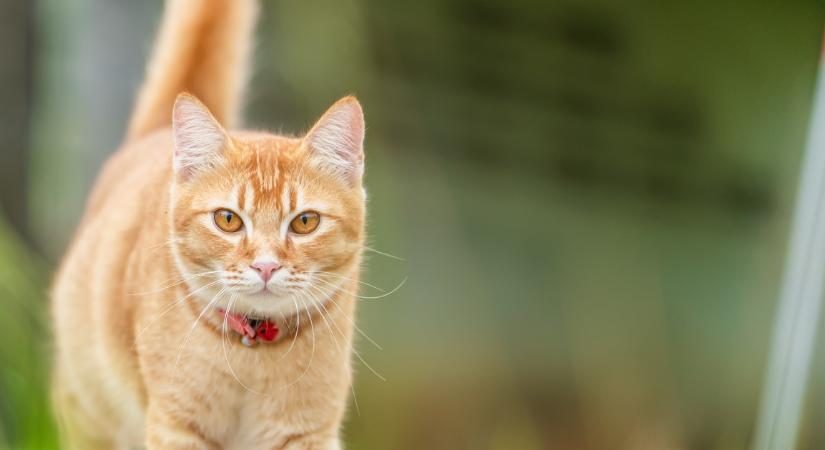 A kutatók szerint ez a legegyszerűbb megoldás: így élhet tovább a macskád