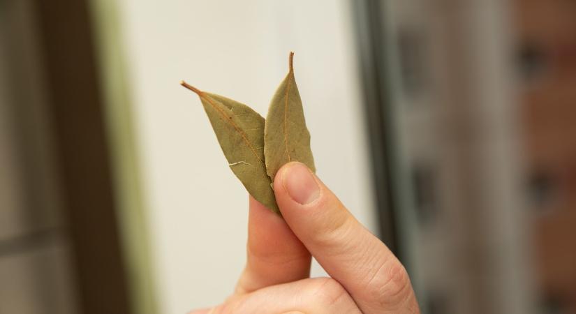 Tegyél egy babérlevelet a szőnyeg alá, és másnap reggelre minden megváltozik