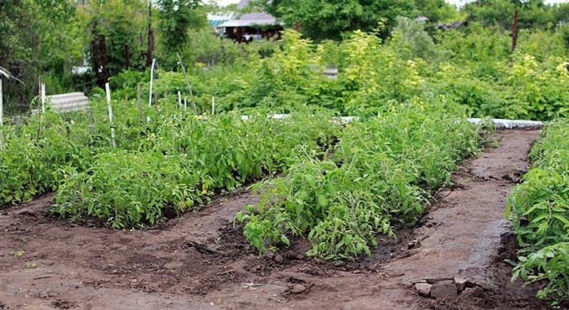 Ezért fontos az időzítés - ezen múlik a termés