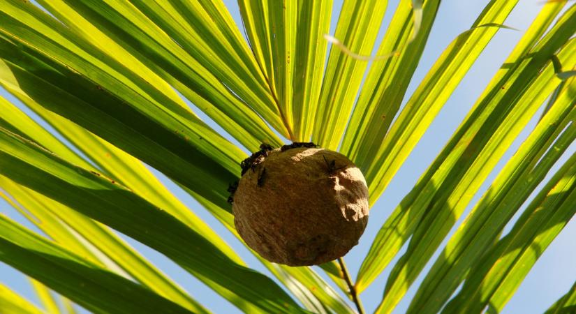 Hogyan tartsuk távol a darazsakat egyszerűen? Egy TikTok-tipp segíthet!