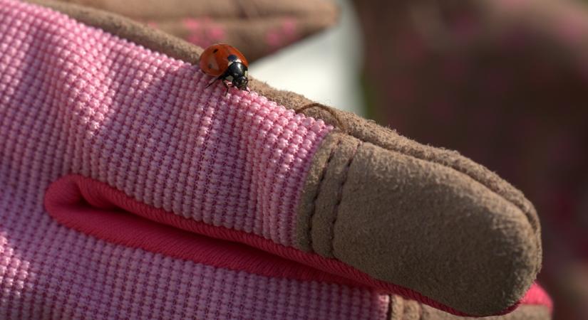 Fagyos hajnalok, viharos szél: Nehéz napok várnak a szabadföldi állományokra