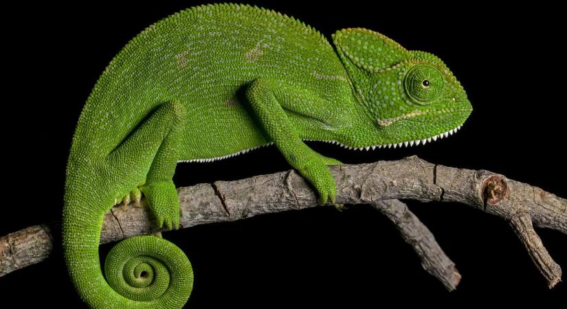 7 állat, ami mesteri szintre emelte az álcázás képességét