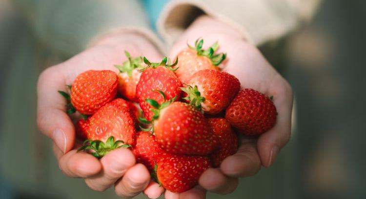 A hazai szamóca idén is verhetetlen lesz