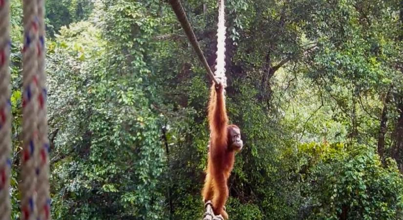 Egy orángután olyat tett, amire senki sem számított – videó