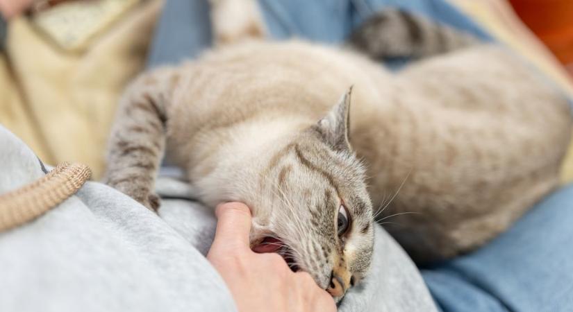 Ezért válik a dorombolás egy másodperc alatt támadássá: A túlstimulálás