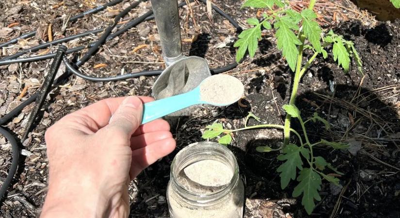 Tavaly ezt a műtrágyát tettem a paradicsom bokor tövére, pár nap múlva csoda történt