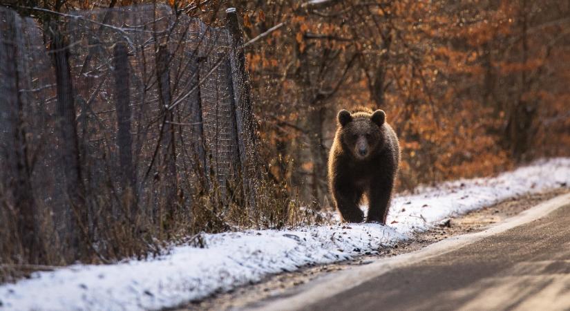 Egyre több medve járja a határt