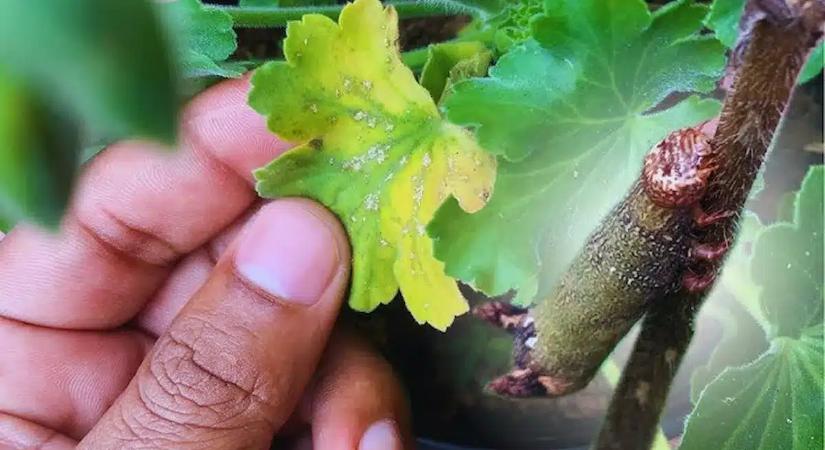 Ettől sárgul be egyetlen éjszaka alatt a muskátlid összes levele