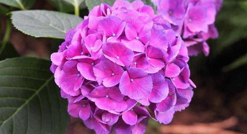 A hortenzia titka végre napvilágra került: 8 tipp a látványos virágzáshoz