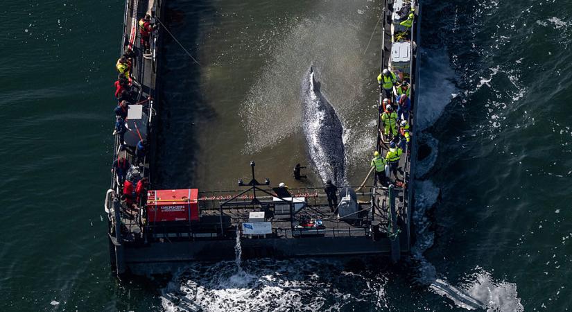 Hajón szállítanak egy bálnát a Balti-tengeren