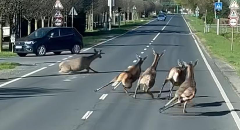 Vírusként terjed egy balatoni videó a közösségi médiában