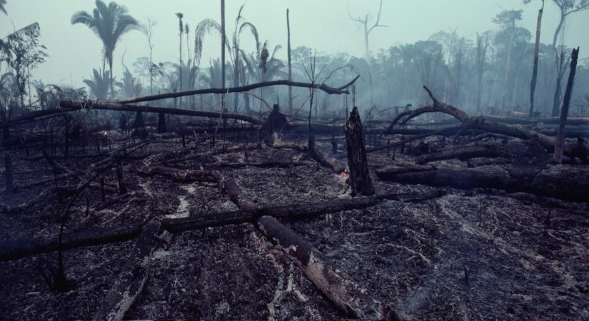 Fájdalmas bejelentést tettek a kutatók: egy Dániával egyenlő területű esőerdő tűnt el örökre