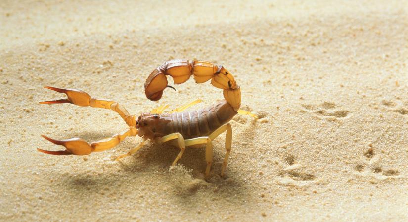 Nem skorpió! Ezzel a fura bogárral találkoztál a kertedben: és ezt kell tudnod róla!