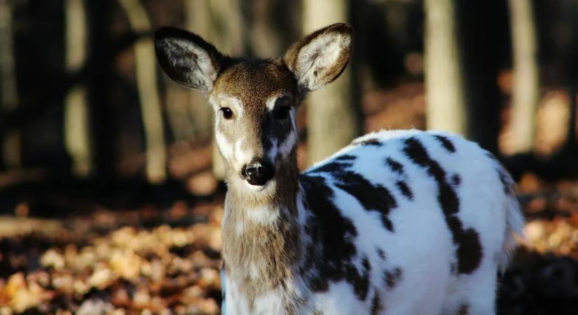 Ilyet alig látni: különös állat jelent meg a fák között
