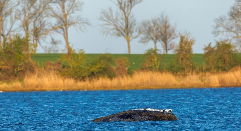 Úton van a nyílt vizek felé Timmy, a Balti-tengeren rekedt bálna